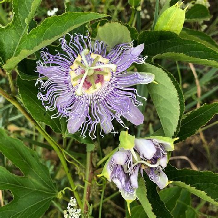 Is passion flower an herb?