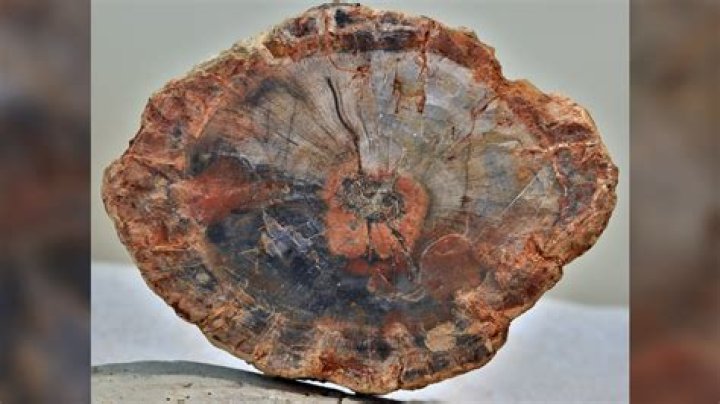 Is Petrified a fossil?
