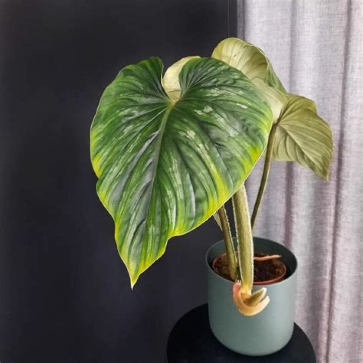 Is philodendron Plowmanii rare?