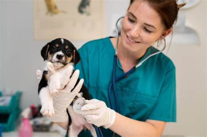 Is pre vet a major?