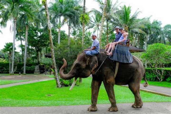 Is riding elephants in Bali cruel?