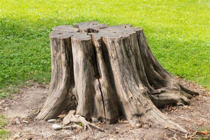 Is stump out on no ball?