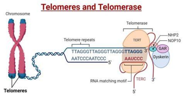 Is telomerase active in somatic cells?