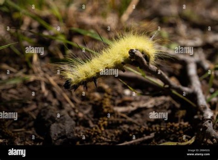 Is the American dagger caterpillar poisonous?