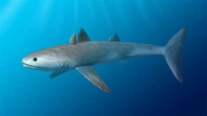 Is the Cladoselache extinct?