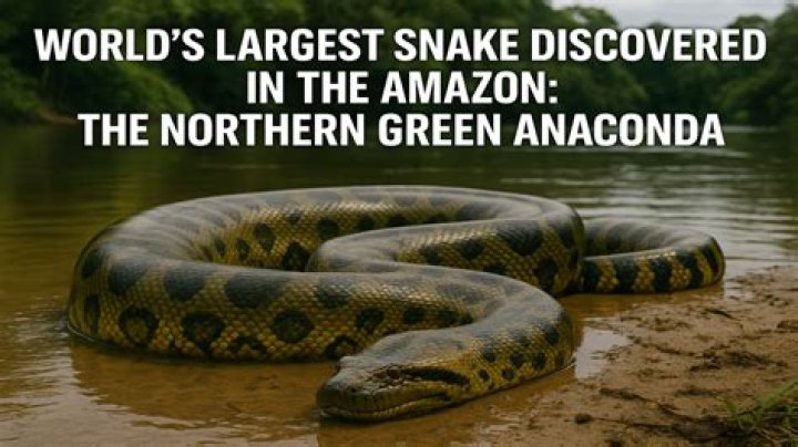 Is the green anaconda still alive?