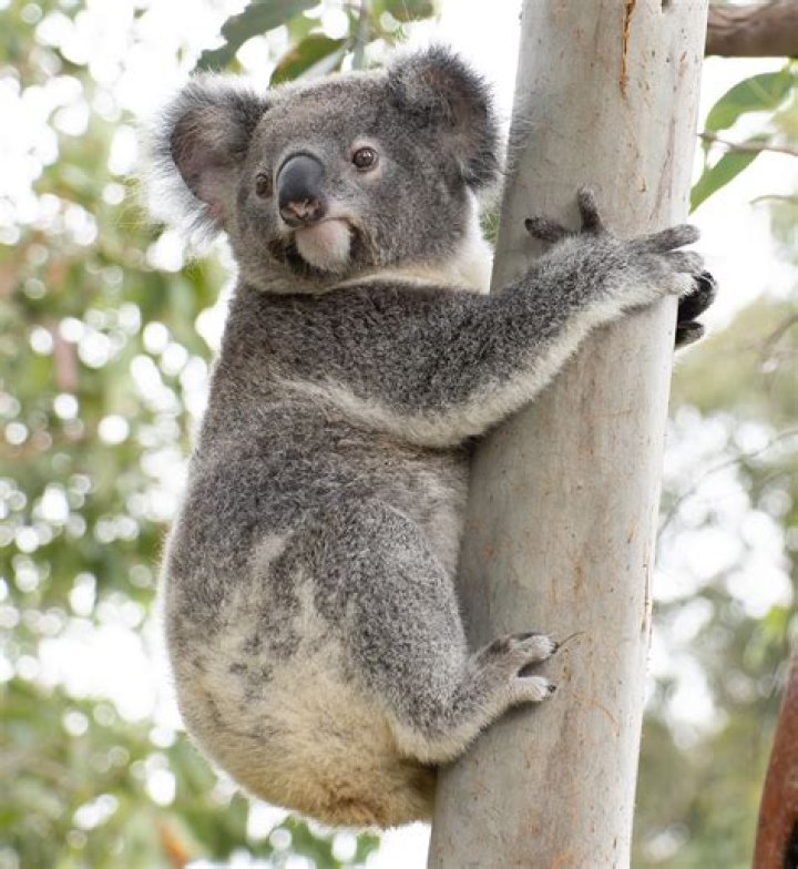 Is the koala bear extinct?