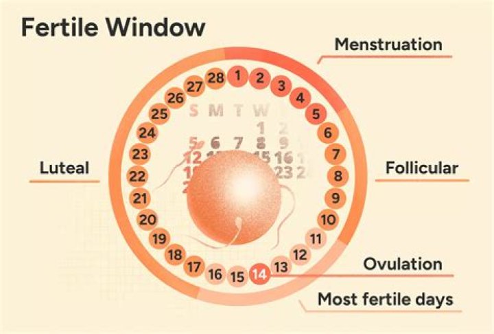 Is the last day of EWCM the most fertile?