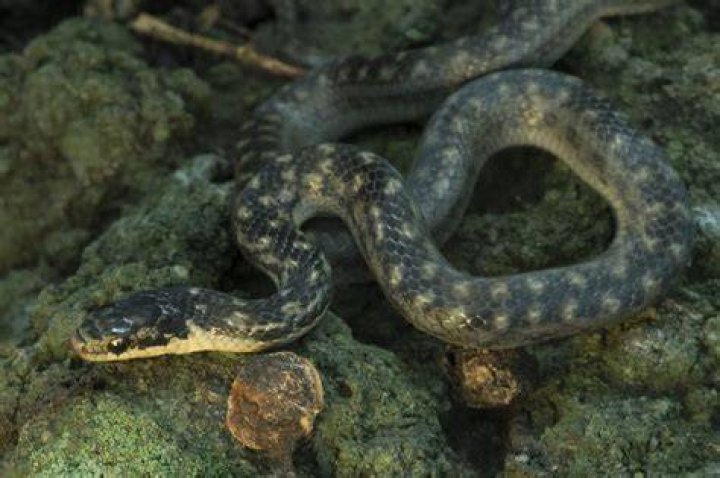 Is the Saint Lucia racer venomous?