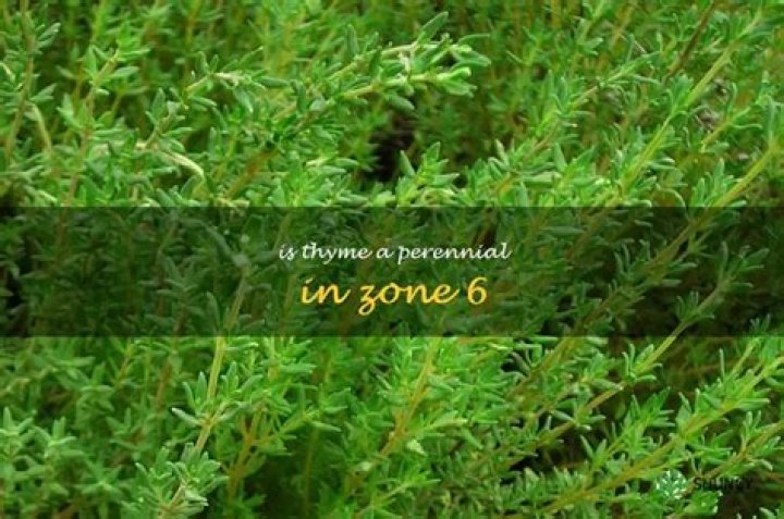 Is thyme a perennial in Zone 6?