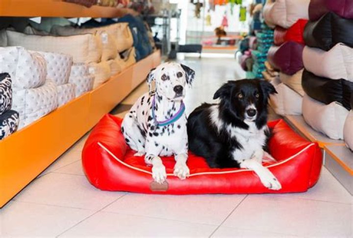 Is Walmart a dog friendly store?