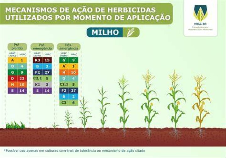 O que fazer para o milho ficar mole?