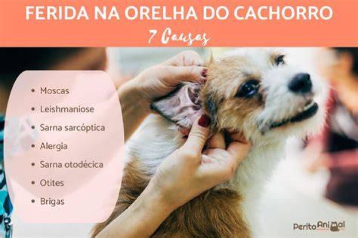 O que pode ser ferida na orelha do cachorro?