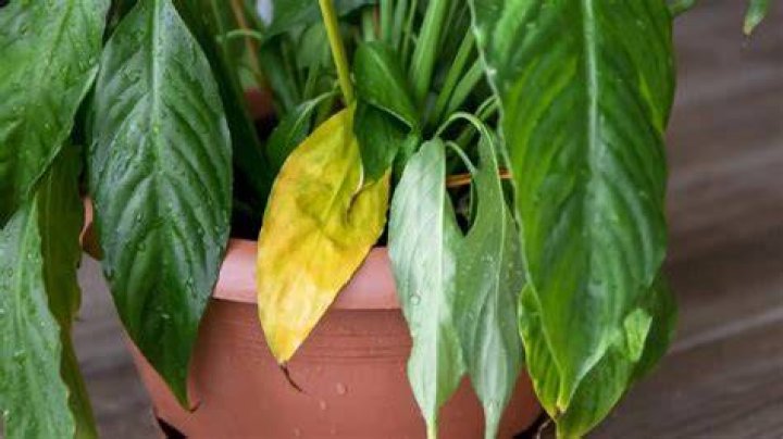 ¿Por qué se ponen las plantas de los pies amarillas?