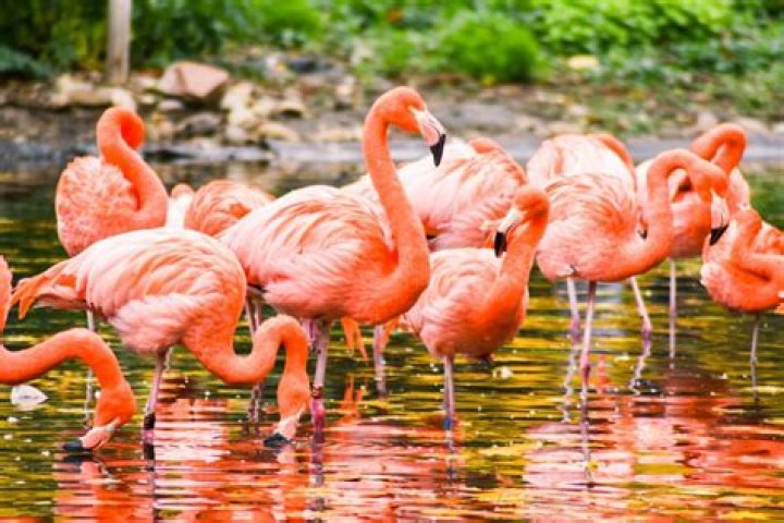 ¿Qué come y dónde vive el flamenco rosa?