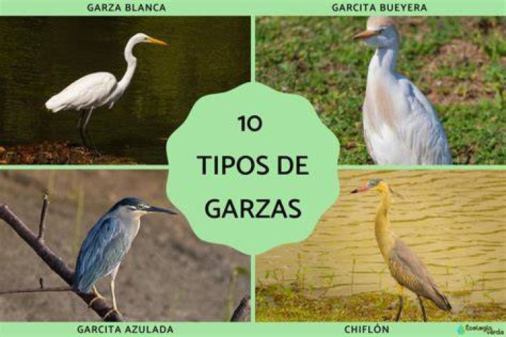 ¿Qué comen las garzas blancas?