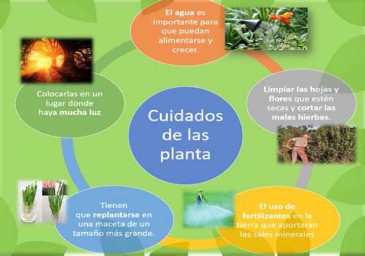 ¿Qué cuidados necesita la planta cascara de nuez?