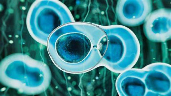 ¿Qué enfermedades cura la semilla de uva?