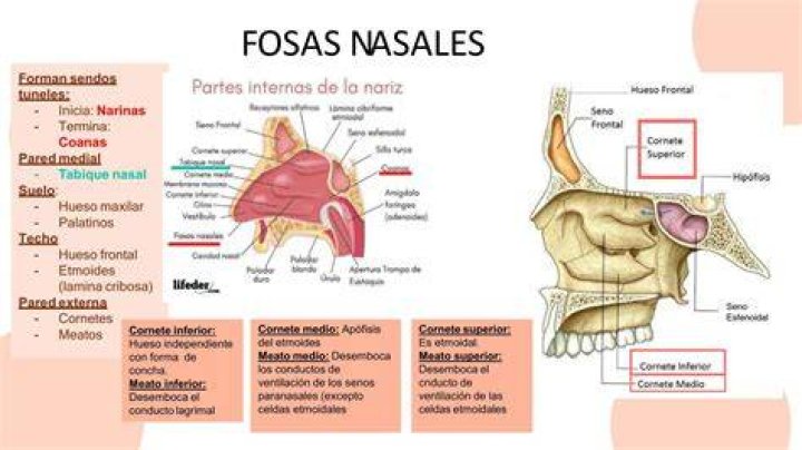 ¿Qué es bueno para el muermo en los bebés?