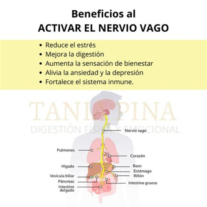 ¿Qué es el nervio vago y para qué sirve?