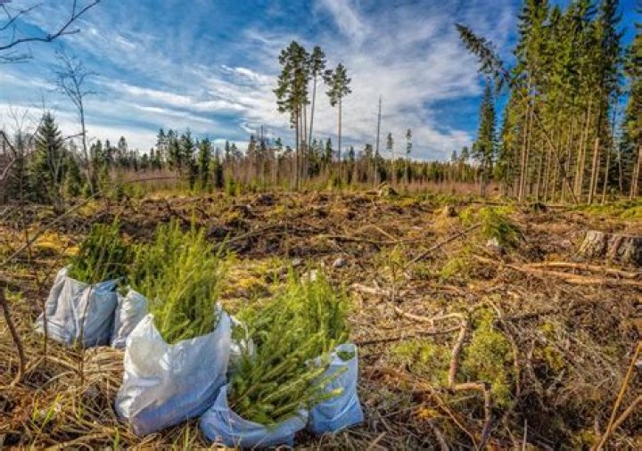 ¿Qué es la silvicultura o explotacion forestal?