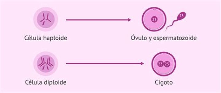 ¿Qué es un cigoto diploide?