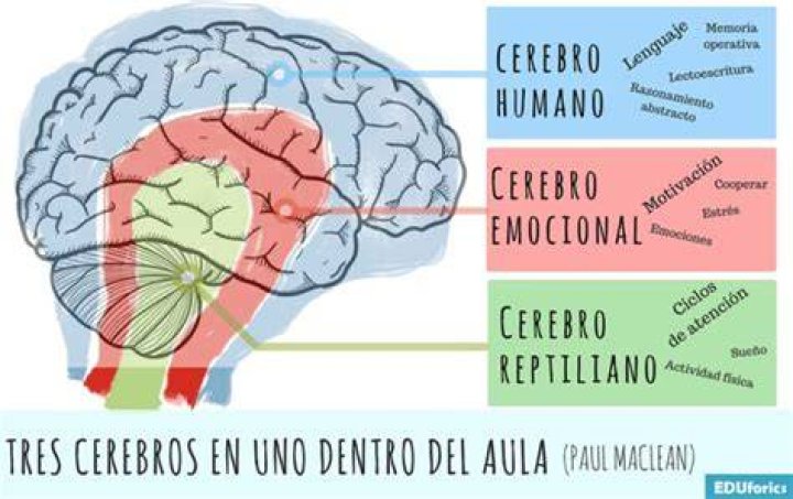 ¿Qué parte del cerebro siente el dolor?