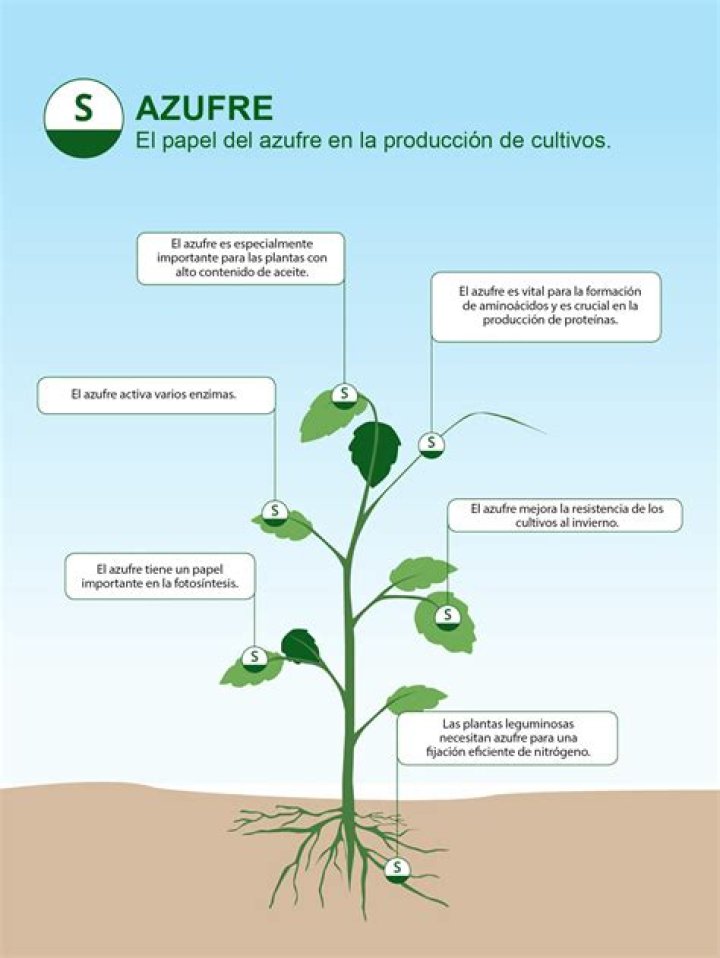 ¿Qué produce el exceso de azufre en las plantas?