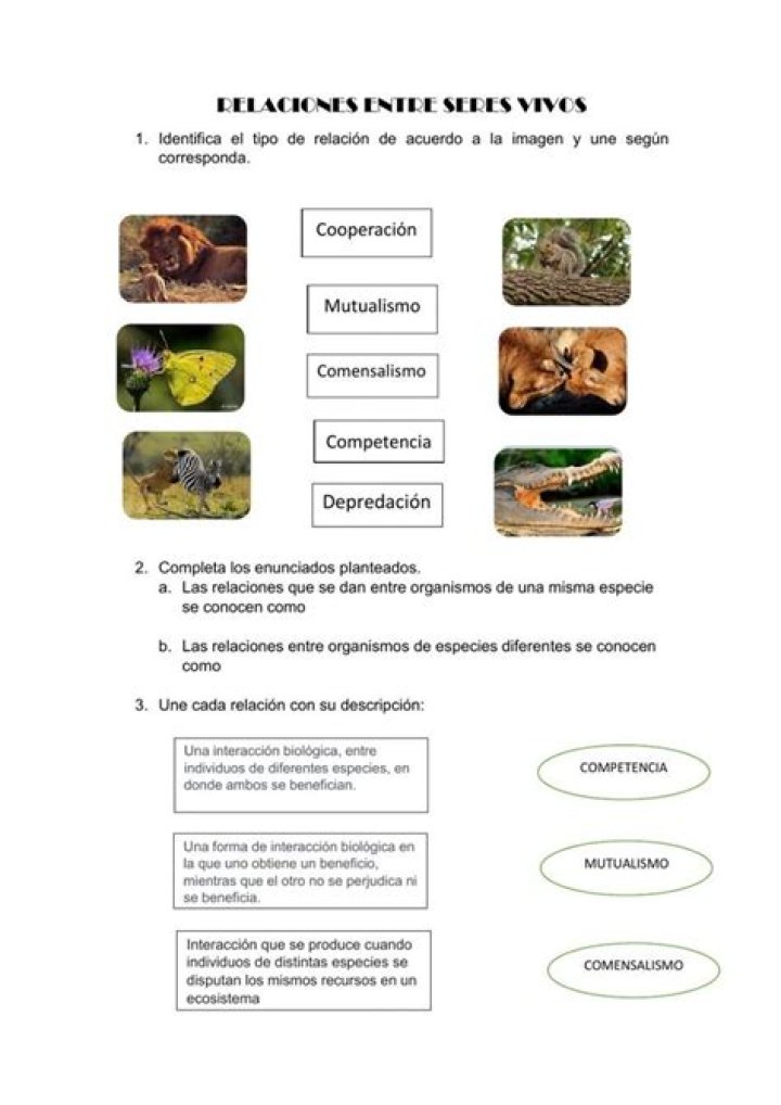 ¿Qué relación hay entre los seres humanos y la vida animal?