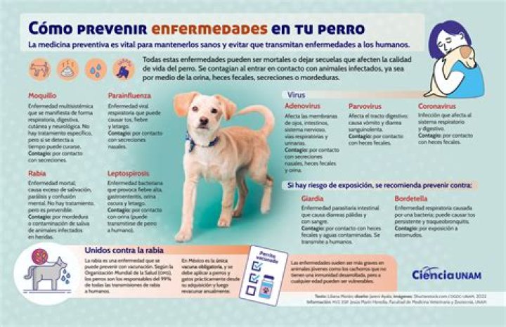 ¿Qué se le puede poner a un perro cuando tiene la nariz reseca?