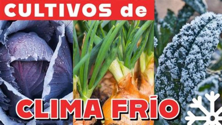 ¿Que se puede sembrar en zonas frías?