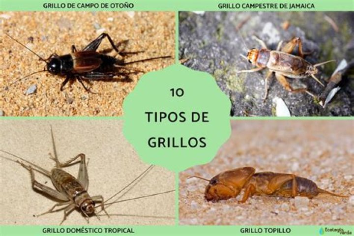 ¿Qué significa el grillo verde?