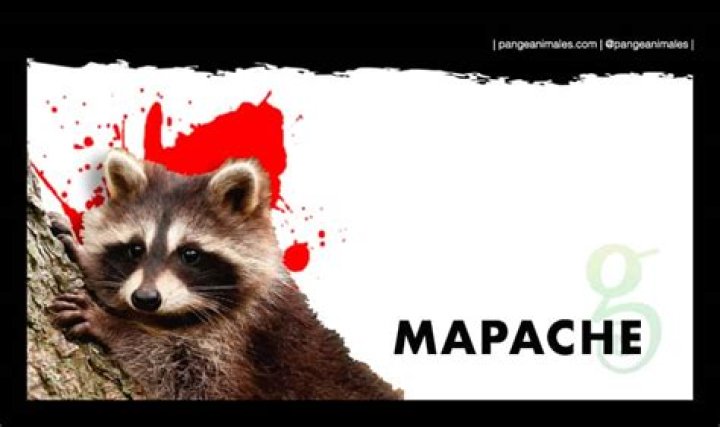 ¿Qué significado tiene la palabra mapache?