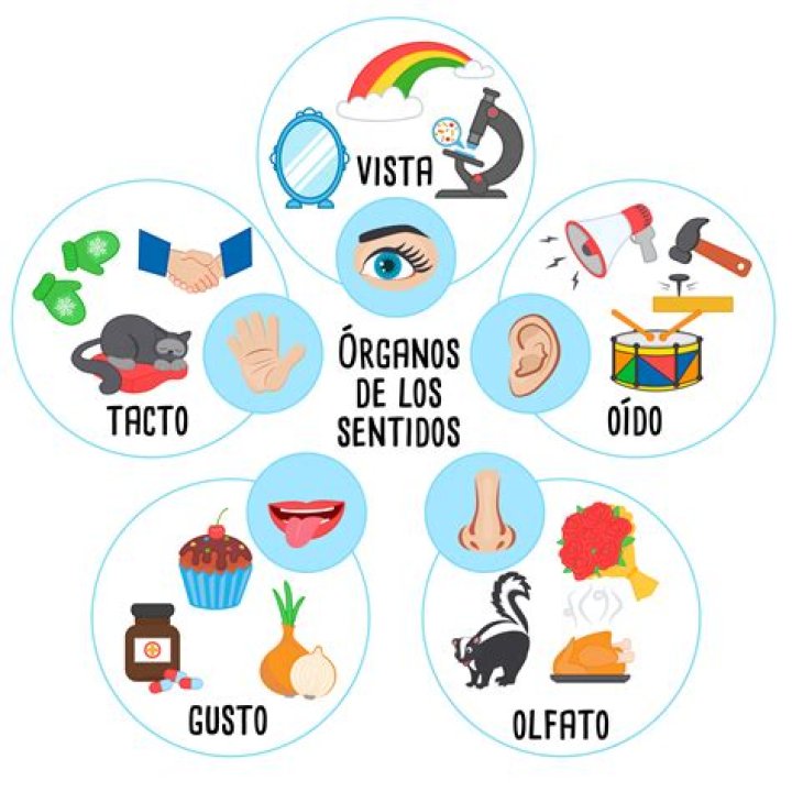 ¿Qué tan importante es el sentido de la vista?