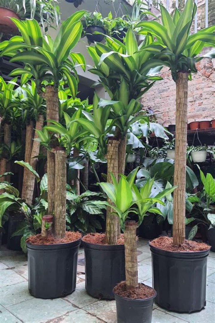 ¿Qué tengo que hacer para que mi planta de Palo de Brasil crezca?