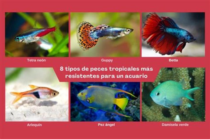 ¿Qué tipo de peces son compatibles?