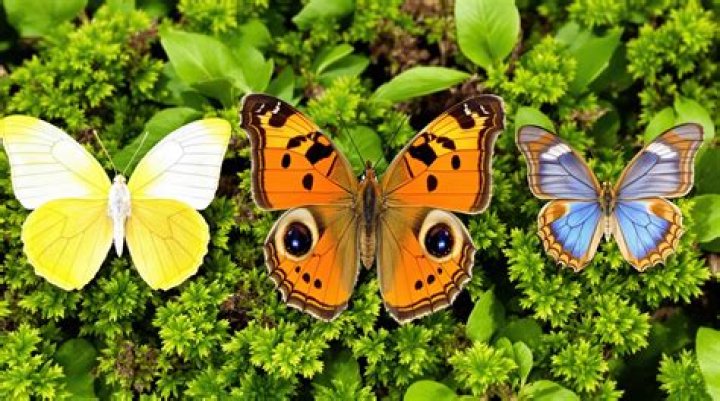 Quelle est la famille des papillons ?