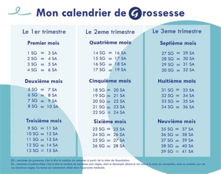 Quels sont les 3 trimestres de la grossesse ?