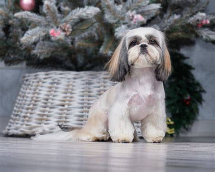Should I cut my Shih Tzu hair in the summer?