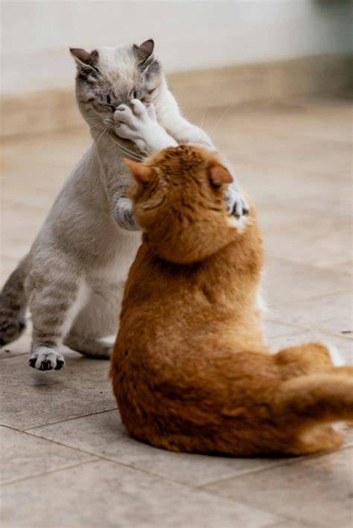 Should I interfere when my cats fight?