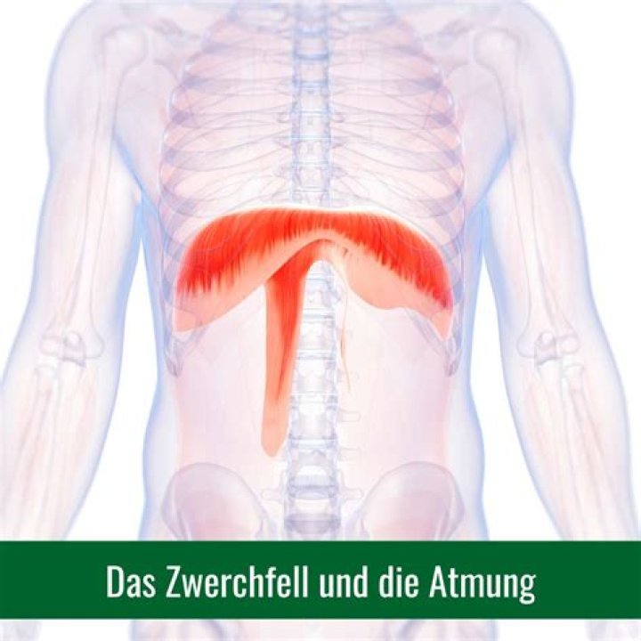 Warum zieht sich das Zwerchfell zusammen?