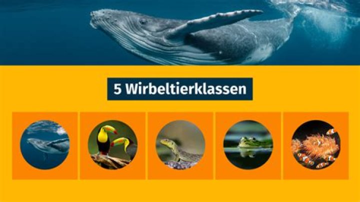 Was sind die 5 Wirbeltierklassen?