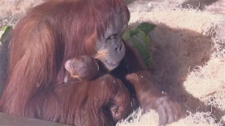 Was there an orangutan in Smokey and the Bandit?