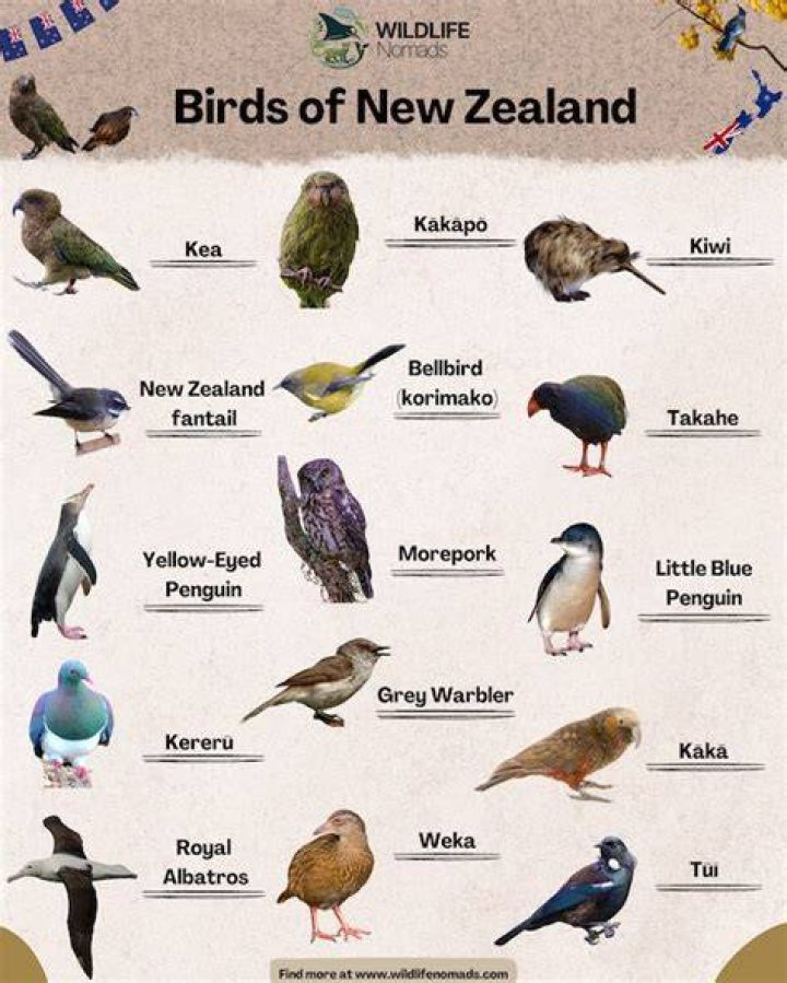 What's a New Zealand native called?