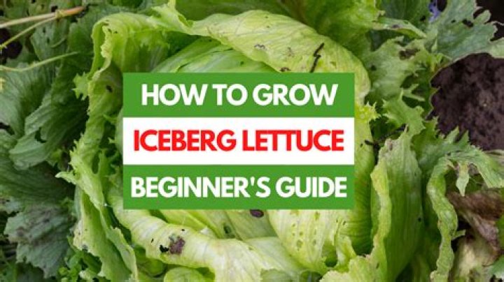 What's the best way to store iceberg lettuce?