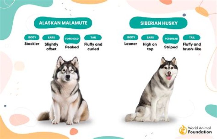 What's the difference between a Siberian husky and Alaskan husky?