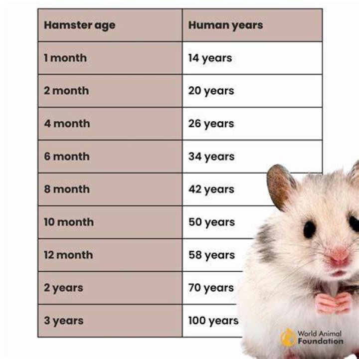 What age do Syrian hamsters die?