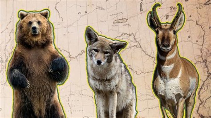 What animal discovered by Lewis and Clark traveled in large herds?