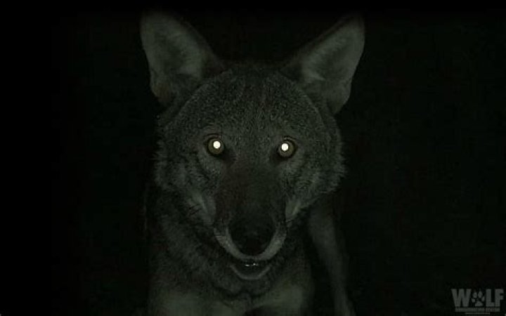 What animals have green eyes at night?