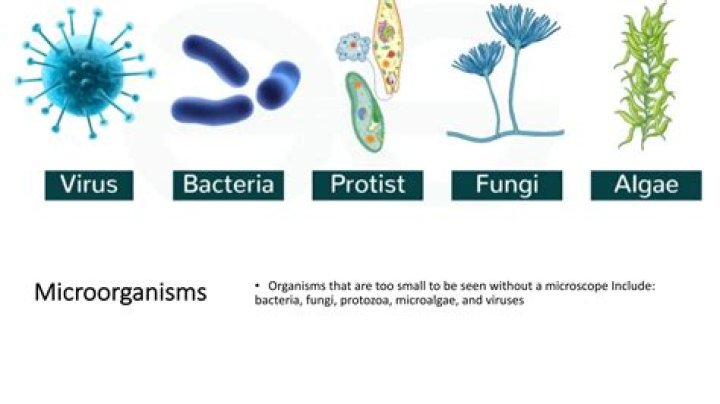 What are bacteria viruses fungi and protozoa?